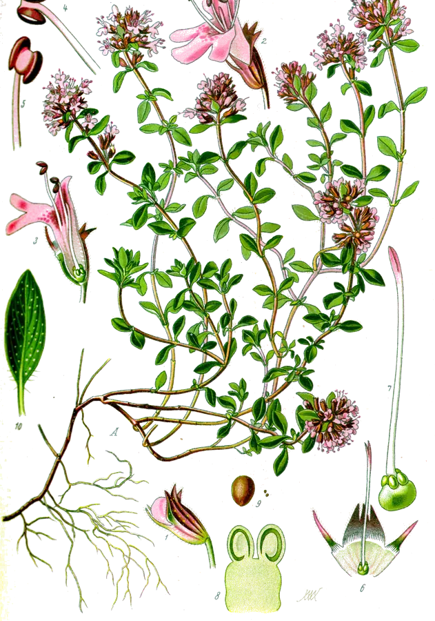 Tomillo serpol (Thymus serpyllum)