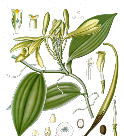 Lámina botánica de 1890 de la orquídea de la vainilla con flores y una vaina