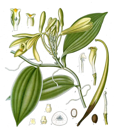 Planche botanique de 1890 de l’orchidée de la vanille, avec ses fleurs et une gousse
