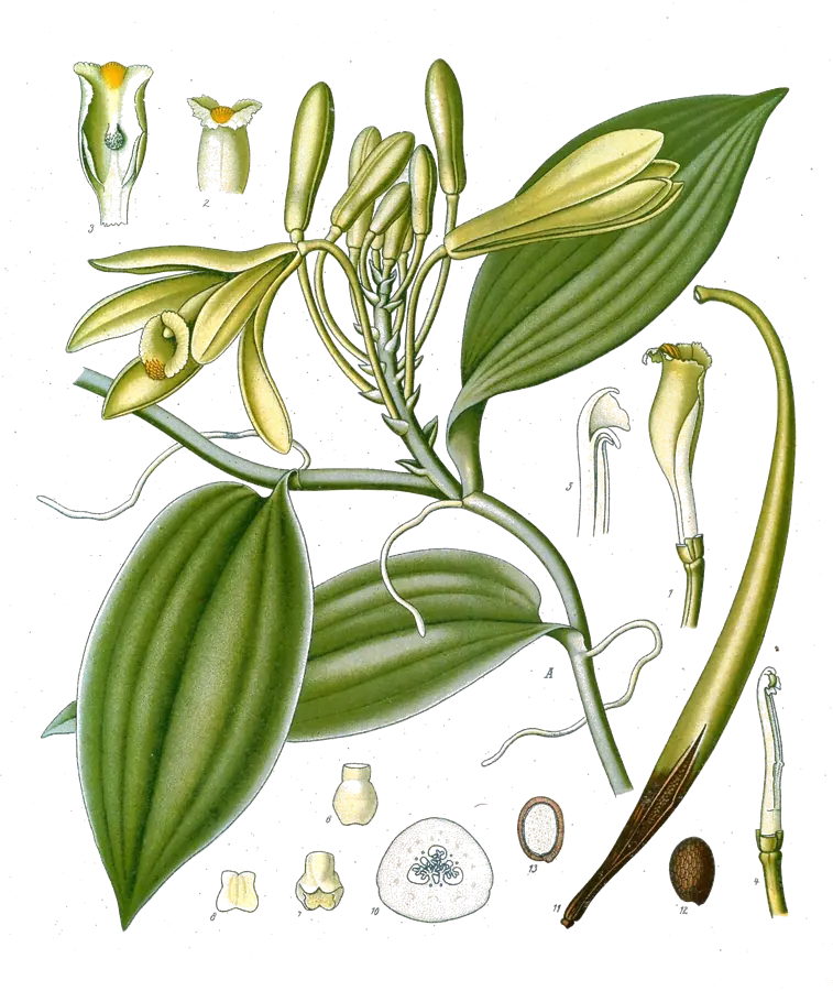 Lámina botánica de 1890 de la orquídea de la vainilla con flores y una vaina