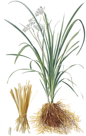 Illustration d’une touffe de vétiver avec ses longues feuilles, sa fleur et la masse de ses racines, et à côté une botte de racines sèches liée