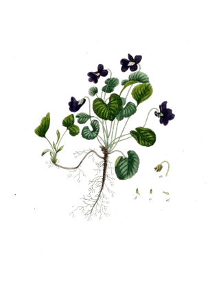 Lámina botánica antigua de una mata de violeta de olor con flores moradas, hojas acorazonadas y estolones