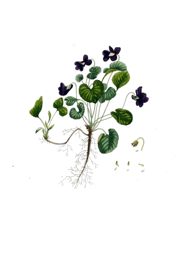 Lámina botánica antigua de una mata de violeta de olor con flores moradas, hojas acorazonadas y estolones