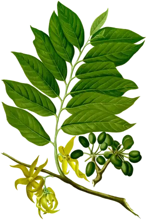 Planche botanique du XIXe siècle d’un rameau d’ylang-ylang aux fleurs jaunes pendantes et aux fruits verts
